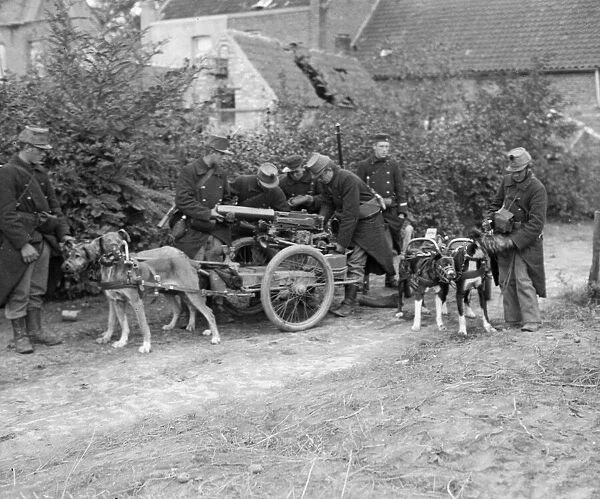 Dogs drawing a Belgian machine gun near Semps. Circa August 1914