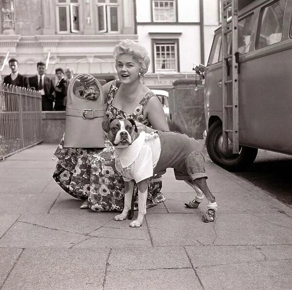 Dogs fashion show Small little terrier dog sitting in handbag held by woman