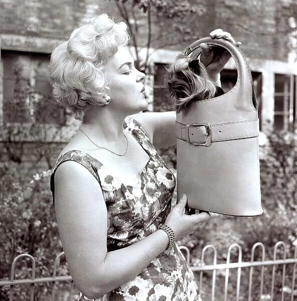 Dogs fashion show Small little terrier dog sitting in handbag held by woman blowing
