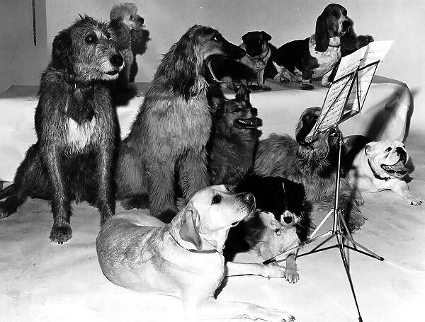 Dogs A group of dogs sit around a music stand like a choir preparing for a concert