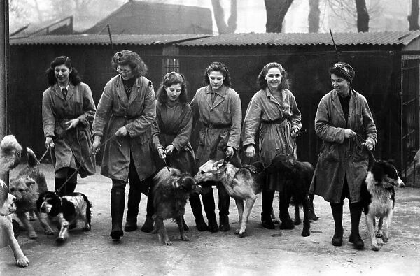 Dogs made homeless by the blitz seen here at Blue Cross Kennels. December 1941 P012686