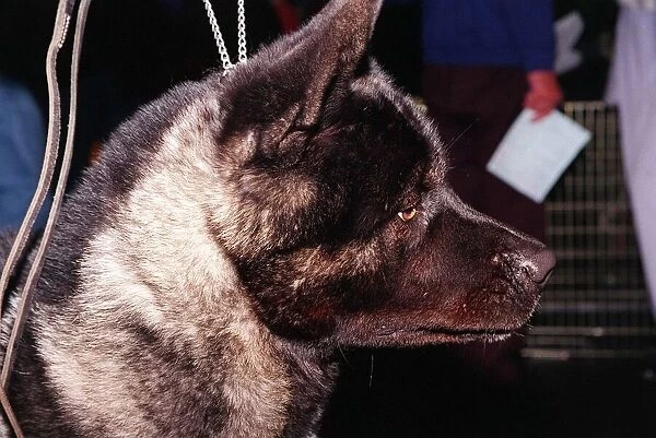 Dogs Japanese Akita at Crufts dog show 1998