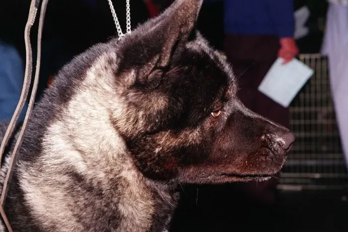 Framed Print : Dogs Japanese Akita at Crufts dog show 1998