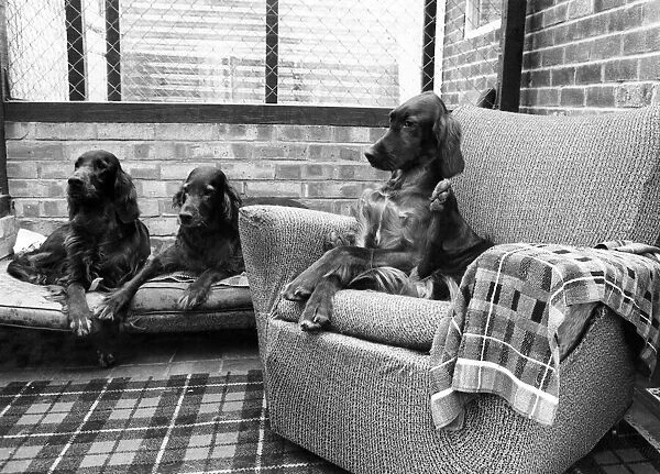 Dogs Life. Five-star comfort for three. December 1980 P006420