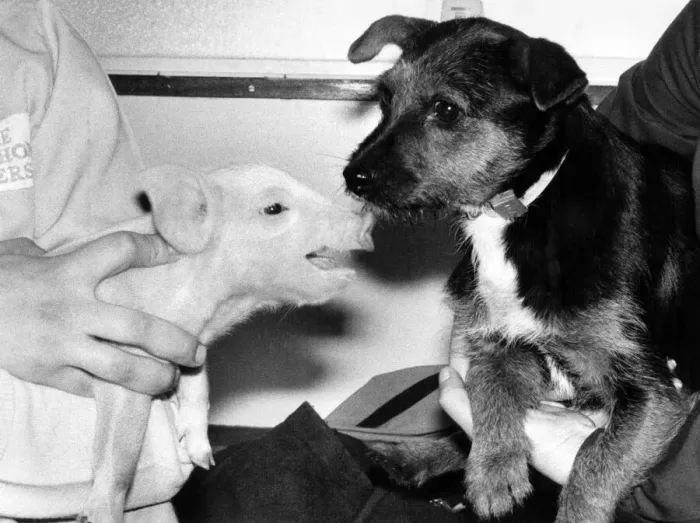 Framed Print : A Dogs life for Percy the Pig: Percy the piglet hogged the limelight when he met Framed Print : A Dogs life for Percy the Pig: Percy the piglet hogged the limelight when he met