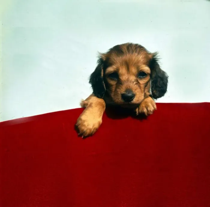 Framed Print : Dogs Long haired miniature dachschund animal animals dog sogs domestic pets Framed Print : Dogs Long haired miniature dachschund animal animals dog sogs domestic pets