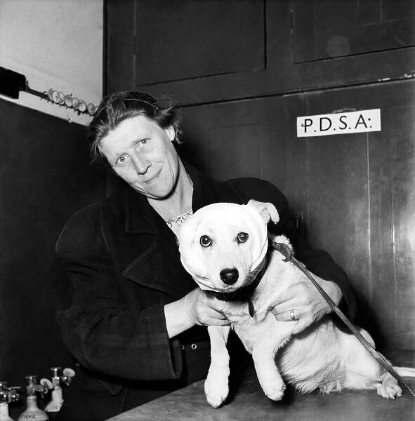 Dogs at the P. D. S. A. Centre, Woodford, Essex. August 1952. C4044-003