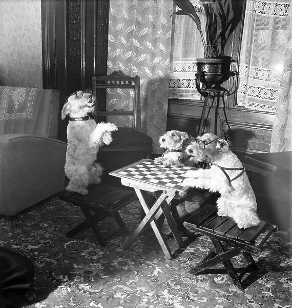 Dogs playing Chequers. September 1952 C4742-001