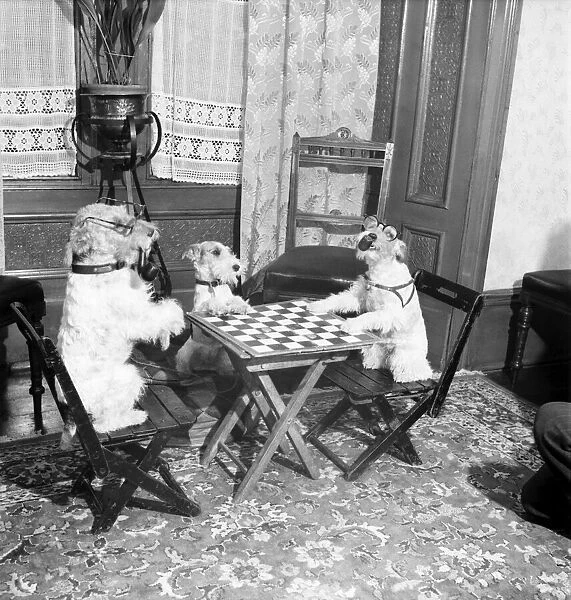 Dogs playing Chequers. September 1952 C4742