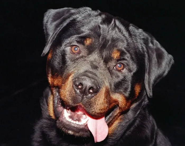 Framed Print : Dogs Rottweiler Crufts 1998 Framed Print : Dogs Rottweiler Crufts 1998