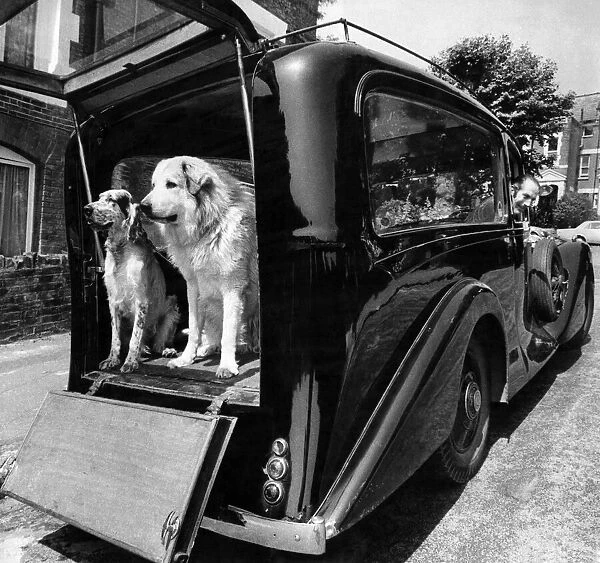 Dogs sitting in the back of a Hearse: June 1970 P006068