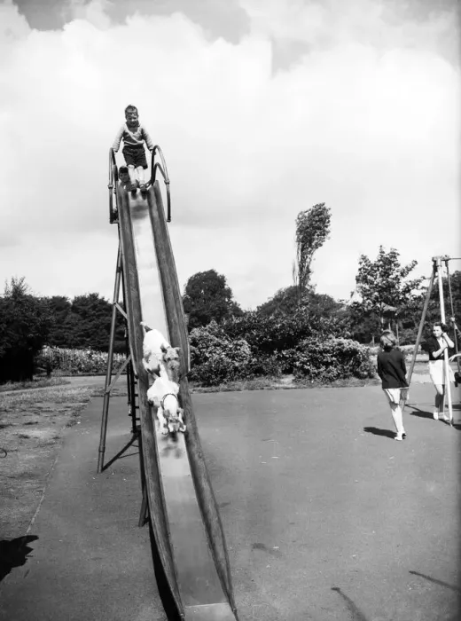 Framed Print : Dogs walking down a slide with children. 21st October 1952 Framed Print : Dogs walking down a slide with children. 21st October 1952
