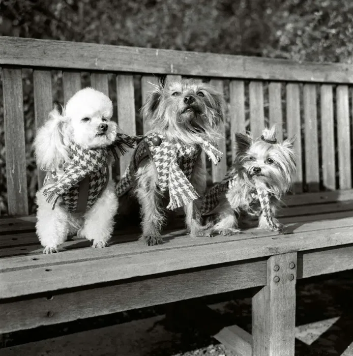Framed Print : Dogs wearing scarves A poodle dog and two terriers on a park bench