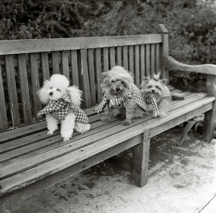 Framed Print : Dogs wearing scarves A poodle dog and two terriers on a park bench