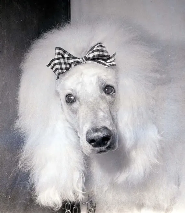 Framed Print : Dogs White Poodle with ribbon in it hair Framed Print : Dogs White Poodle with ribbon in it hair