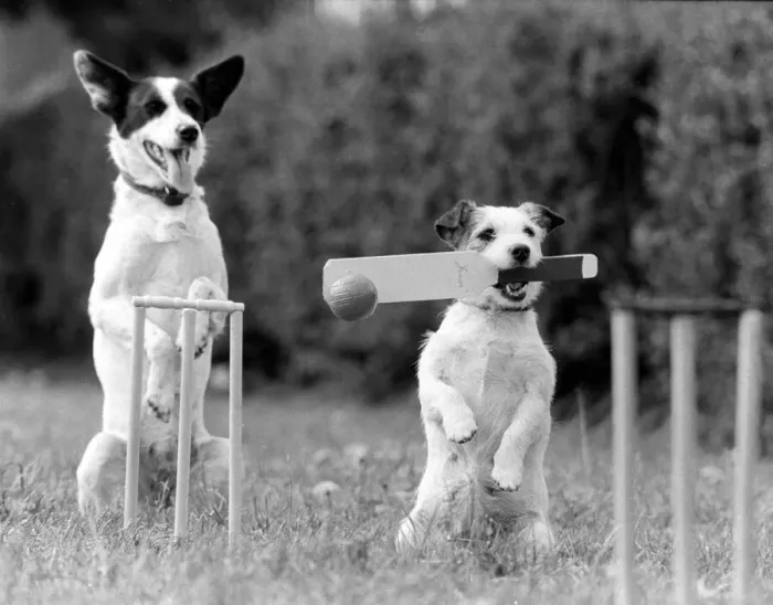 Framed Print : Dogs that work during the weekend busking in London Framed Print : Dogs that work during the weekend busking in London
