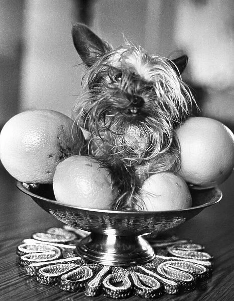 Dollar the untidy looking Yorkshire Terrier