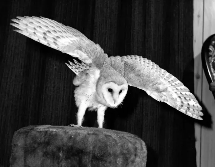 Framed Print : Dolly the Barn Owl saved from a Hurricane at the Heritage wildlife centre Framed Print : Dolly the Barn Owl saved from a Hurricane at the Heritage wildlife centre