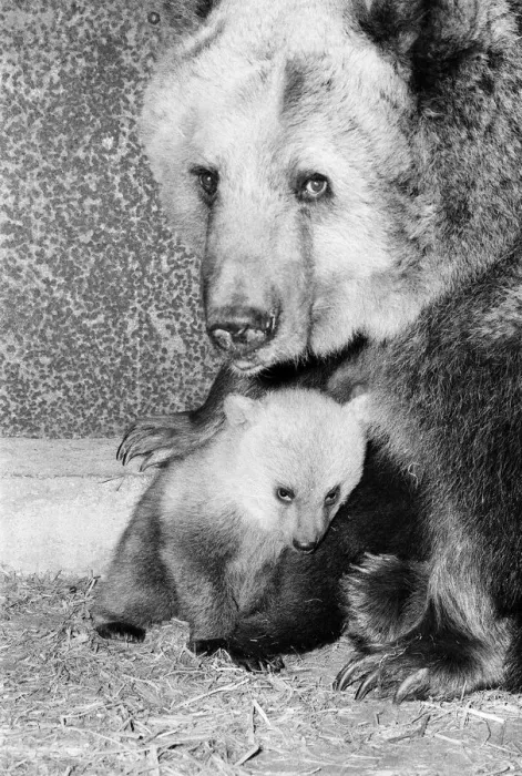 Framed Print : Dolly the brown bear recently gave birth to 4 cubs (January 1981 Framed Print : Dolly the brown bear recently gave birth to 4 cubs (January 1981