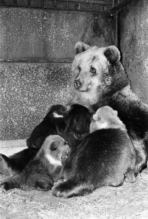 Framed Print : Dolly the brown bear recently gave birth to 4 cubs (January 1981 Framed Print : Dolly the brown bear recently gave birth to 4 cubs (January 1981