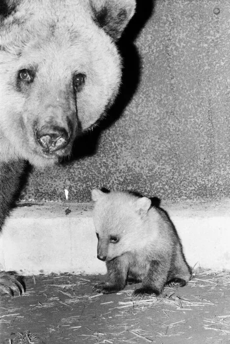 Framed Print : Dolly the brown bear recently gave birth to 4 cubs (January 1981 Framed Print : Dolly the brown bear recently gave birth to 4 cubs (January 1981