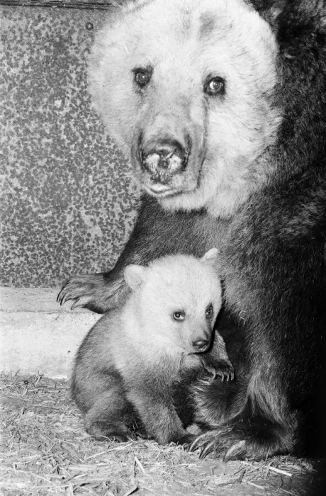 Framed Print : Dolly the brown bear recently gave birth to 4 cubs (January 1981 Framed Print : Dolly the brown bear recently gave birth to 4 cubs (January 1981