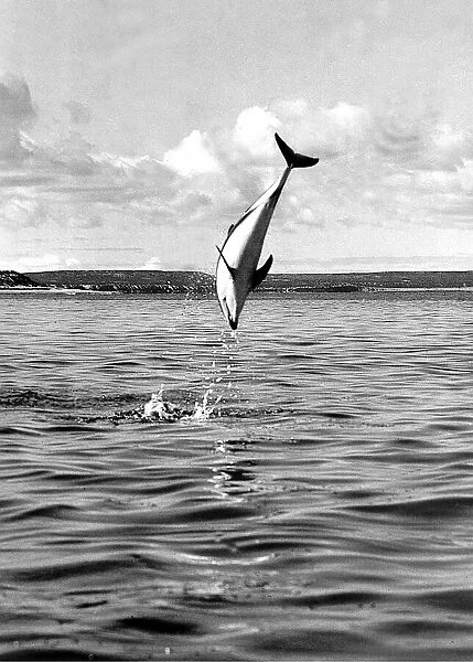 A dolphin at play