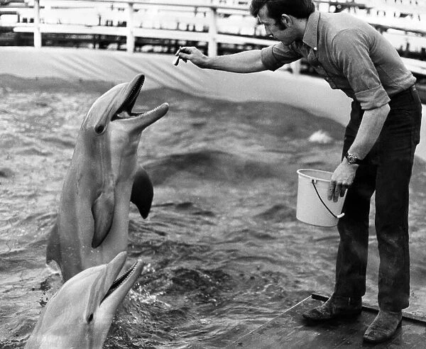 Dolphins, Nero and Chipper get their rations from Mr Rendell