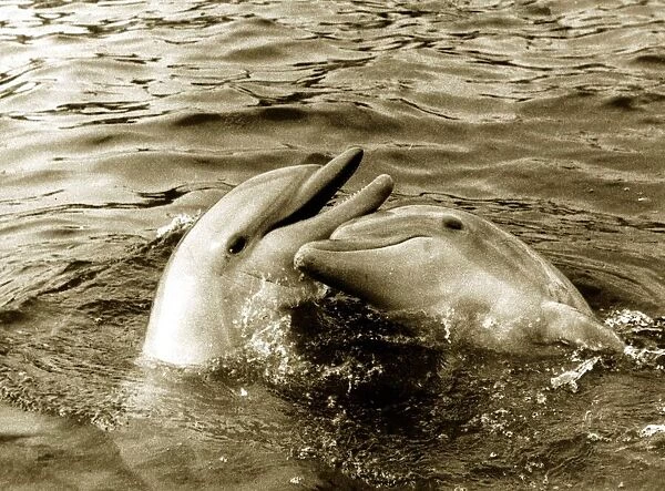 Dolphins swimming and playing together circa 1985