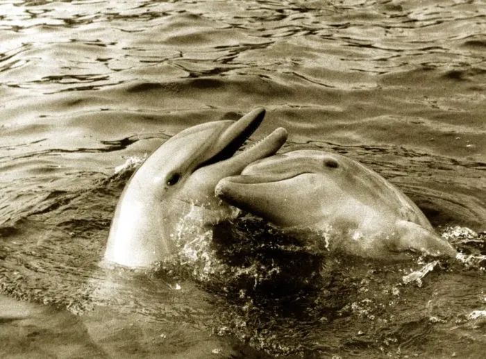Framed Print : Dolphins swimming and playing together circa 1985 Framed Print : Dolphins swimming and playing together circa 1985