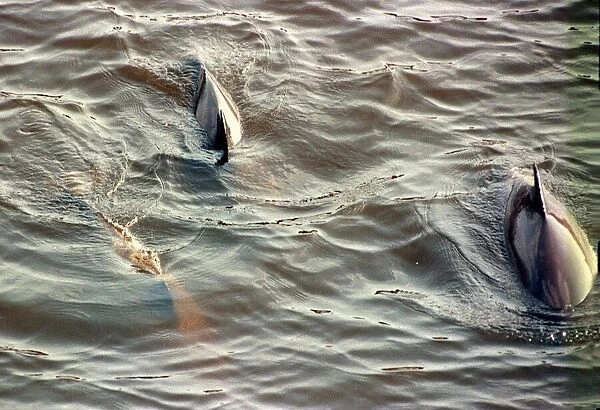 Dolphins swimming in the River Clyde April 1999 porpoises play in the river