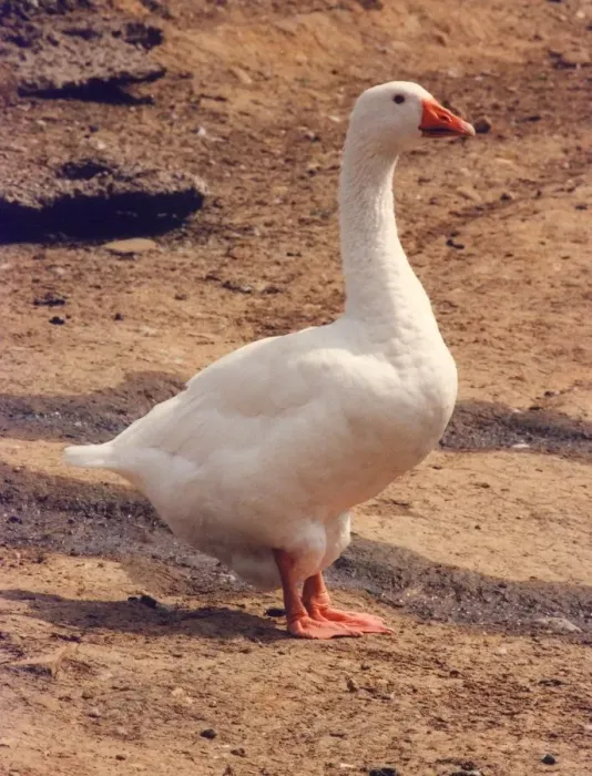 Framed Print : A domestic goose