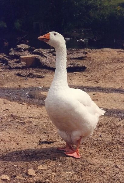 A domestic goose
