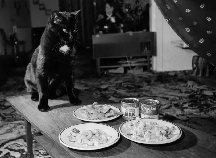 Framed Print : Domino the 28lb cat pictured with his daily menu. April 1978 P000417