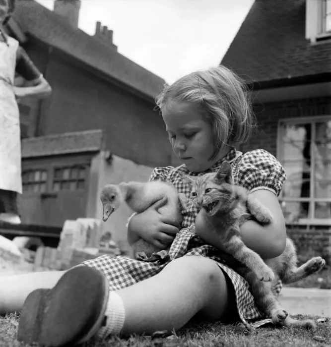 Framed Print : Donald the baby Goose and Sandy the kitten being held by a little girl Framed Print : Donald the baby Goose and Sandy the kitten being held by a little girl