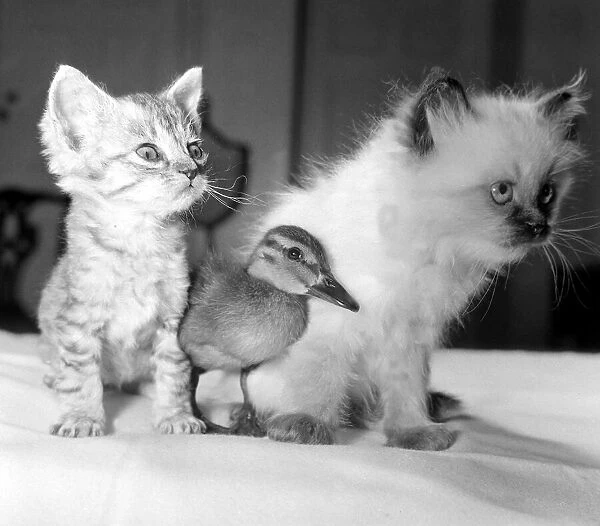 Donald the duckling has found two friends in six week old kittens Amigo