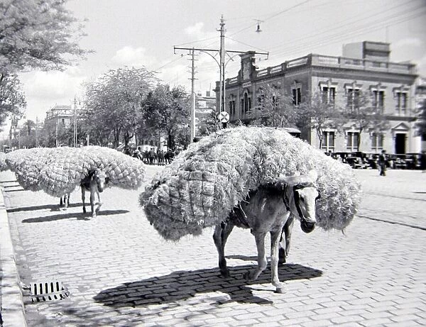 A donkey carrying goods in the streets of Seville, Spain Circa 1935