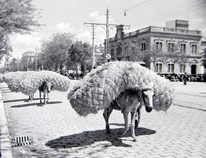 Framed Print : A donkey carrying goods in the streets of Seville, Spain Circa 1935 Framed Print : A donkey carrying goods in the streets of Seville, Spain Circa 1935