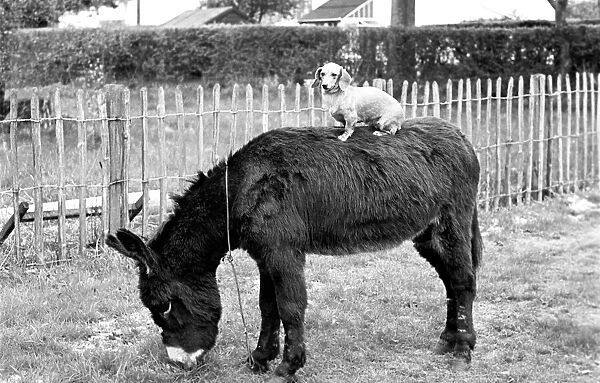 Donkey with dachshund. January 1965 C106A-002