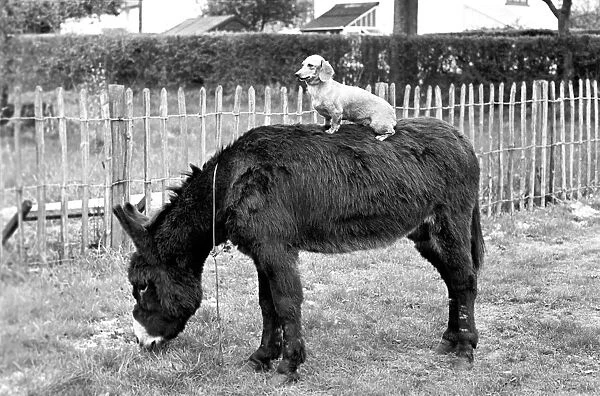 Donkey with dachshund. January 1965 C106A-003