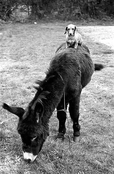Donkey with dachshund. January 1965 C106A-004