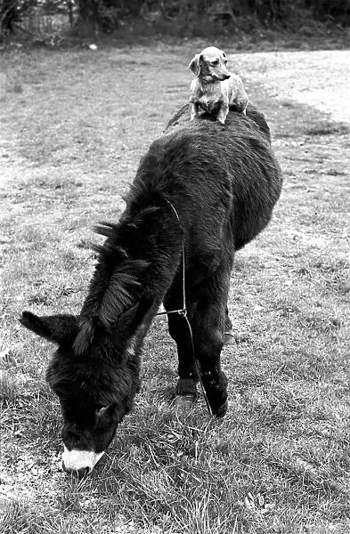 Donkey with dachshund. January 1965 C106A-005