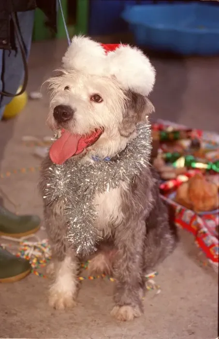 Framed Print : Donkey the old english sheep dog attending the Battersea Dogs Home christmas dinner