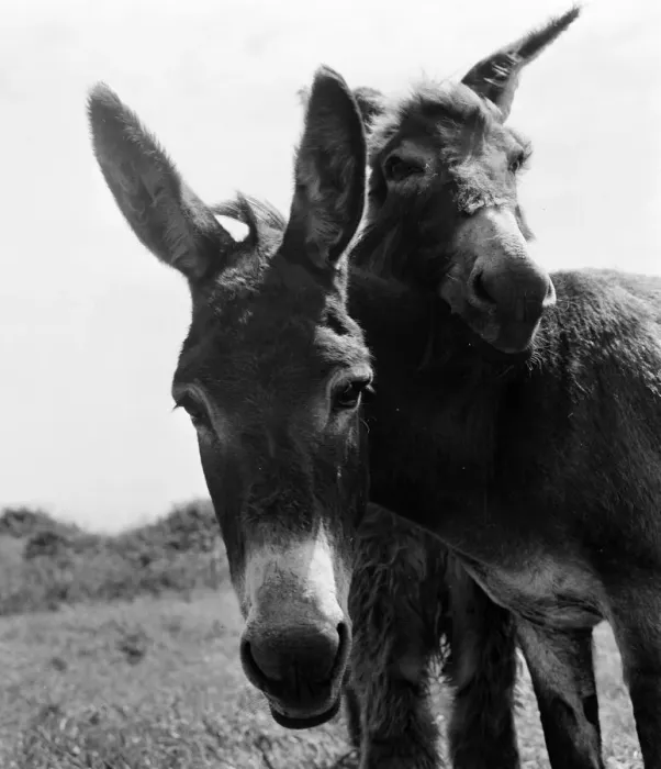Framed Print : Donkey retirement home in Selsey, Sussex. John Lockwood who cares for 50 retired