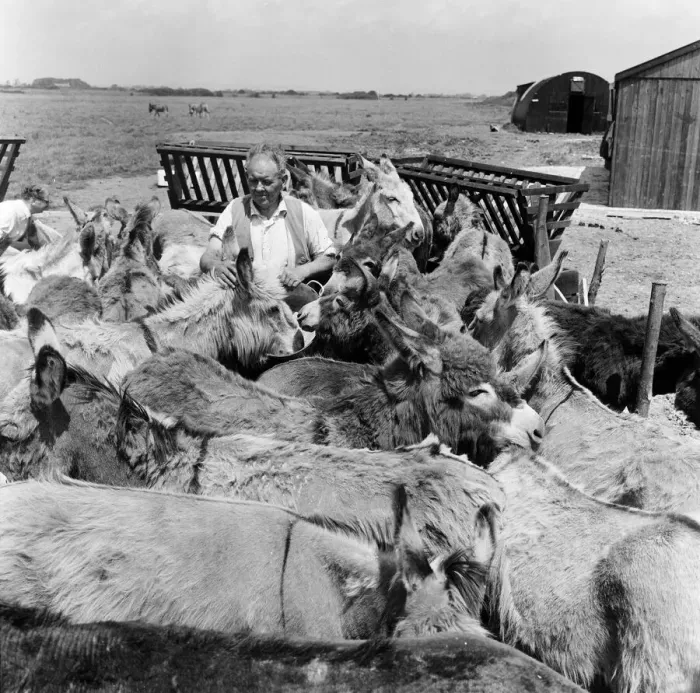 Framed Print : Donkey retirement home in Selsey, Sussex. John Lockwood who cares for 50 retired