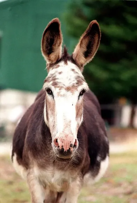 Framed Print : Donkey sanctuary July 1995 Framed Print : Donkey sanctuary July 1995
