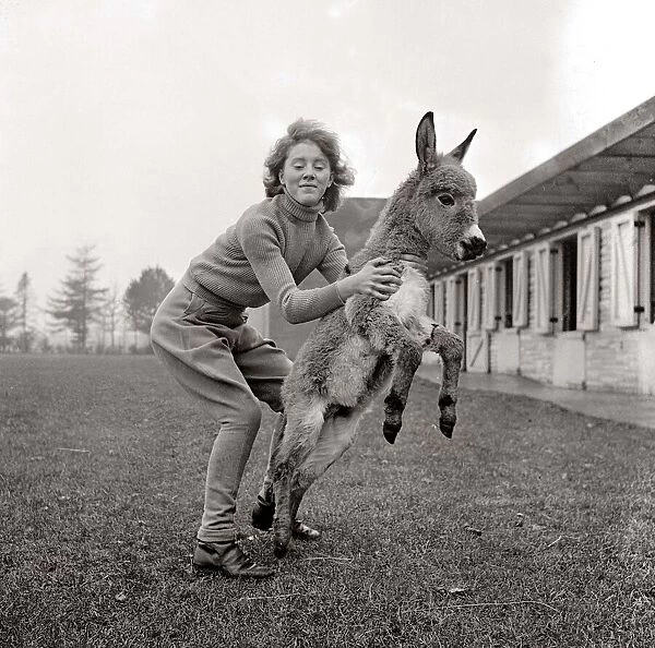 Donkey at Whipsnade Zoo Woman holding donkey on hind legs November 1957