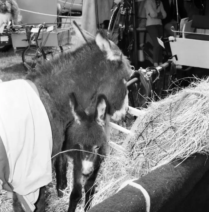 Framed Print : Donkey and young foal at the Richmond Horse Show. June 1960 M4409