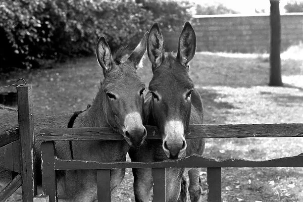Donkeys. August 1977 77-04351-002