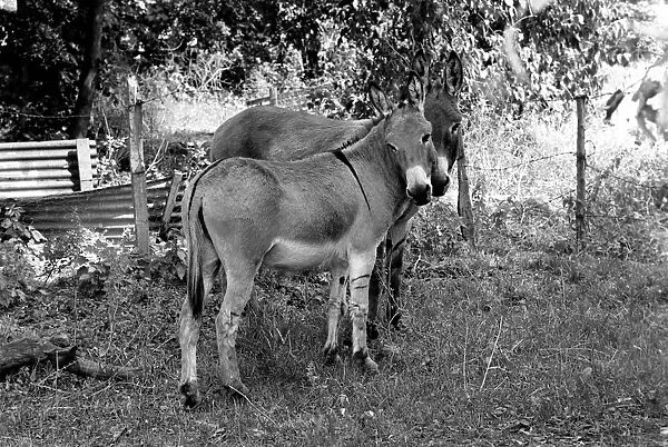 Donkeys. August 1977 77-04351-003